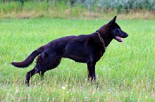 纯黑色德国牧羊犬精美图片