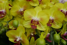 黄色蝴蝶兰花朵图片素材