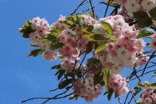 蓝天下粉色樱花开花图片下载