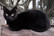 纯黑色小猫咪高清图片