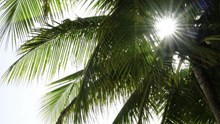 阳光照射棕榈树图片素材