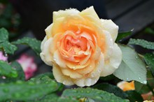 雨后淡黄色玫瑰图片下载