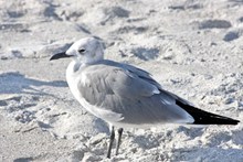 海滩灰色海鸥高清图