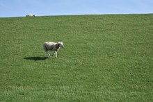 草原小绵羊高清图