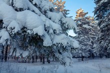 冬季森林雪松雪景图片下载