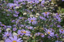 紫色野菊花摄影图片素材