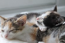 两只熟睡小猫图片大全