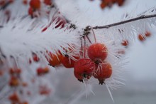 冬季红浆果高清图