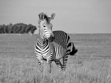 非洲斑马黑白图片下载