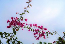 三角梅花枝花朵精美图片