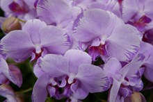 紫色蝴蝶兰花朵图片下载