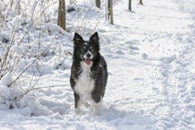 雪地宠物狗高清图片