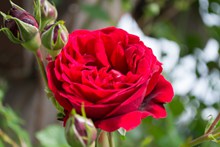 红玫瑰花朵特写精美图片