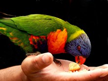 澳洲彩虹鹦鹉高清图片