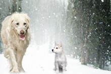 雪地里的小狗狗图片下载