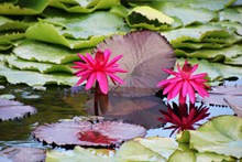 池塘盛开睡莲高清图片