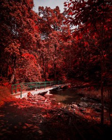 火红叶林精美图片