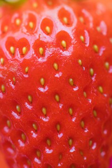 红芭蕾草莓特写图片素材