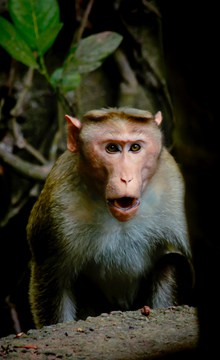 惊讶的猴子高清图片