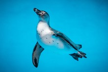 企鹅游泳摄影图高清图