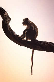 可爱野生猕猴精美图片