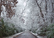 树林雪景摄影图精美图片