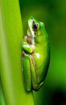 绿色树蛙栖息高清图
