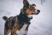 雪天猎犬狩猎精美图片