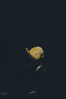 一朵黄玫瑰精美图片