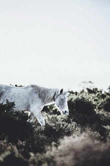 白色的高贵骏马精美图片