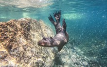 海狮潜水游泳精美图片