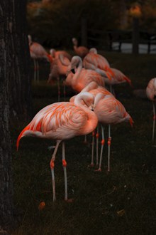 粉红色火烈鸟群精美图片