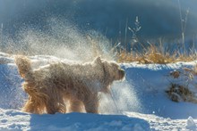 雪中长毛狗图片素材