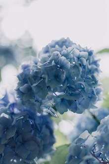 唯美蓝色绣球花图片素材