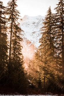 阳光穿透树林高清图片