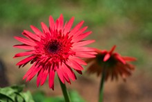 红色雏菊摄影图片素材