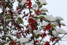 冬季红色野浆果图片