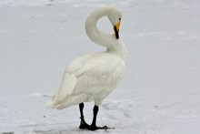 雪地上的大白鹅图片下载