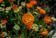 橙色观赏菊花图片素材