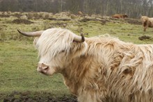 高原尖角牦牛精美图片