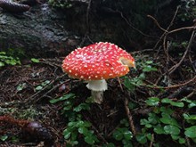 雨后毒蘑菇高清图片