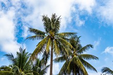 越南热带棕榈树图片大全