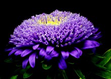 紫色翠菊高清图片