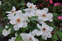 白色牡丹花朵图片下载