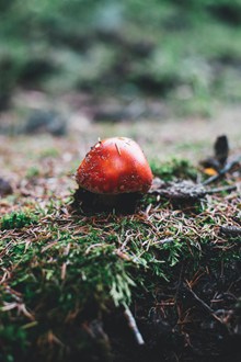 地面红色蘑菇包高清图片