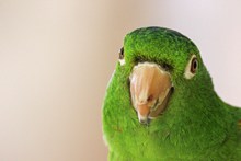 绿色鹦鹉头部特写高清图片