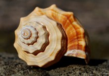 海滩螺旋贝壳图片素材