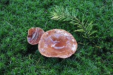 地面野生蘑菇图片素材