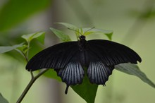黑色燕尾蝴蝶精美图片