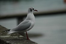 灰白色海鸥高清图片